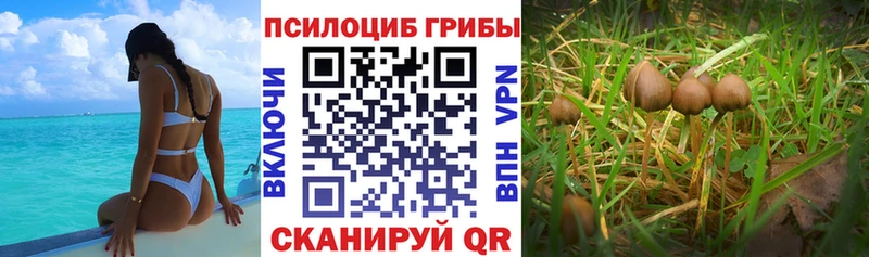 где купить наркоту Абаза ОМГ ОМГ ТОР Псилоцибиновые грибы Magic Shrooms